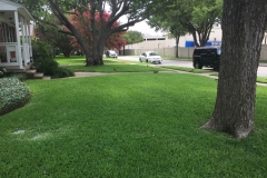 Green Front Lawn