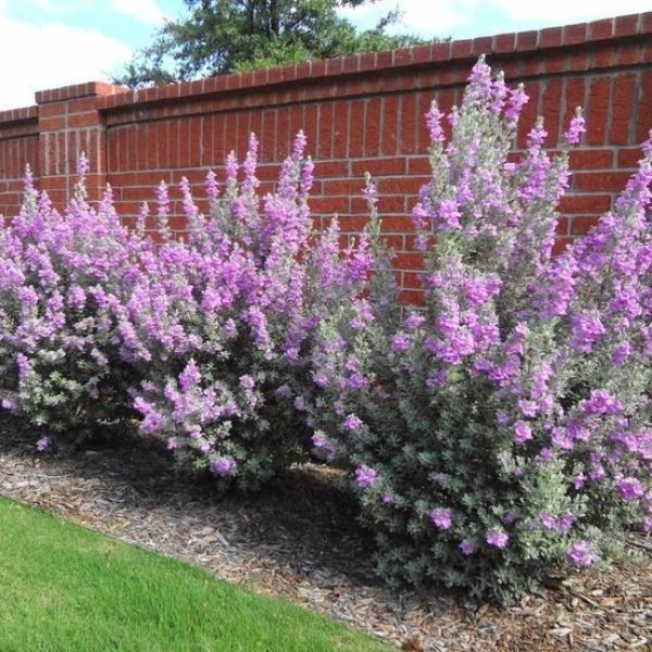 Texas Sage - 6'