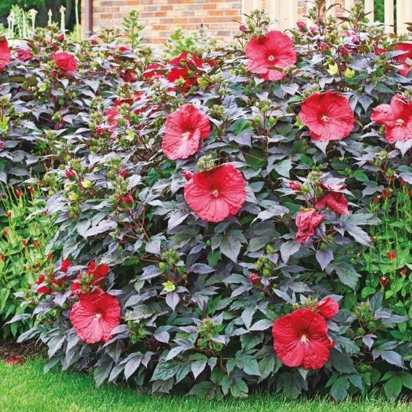 Hibiscus, Hardy - 3'