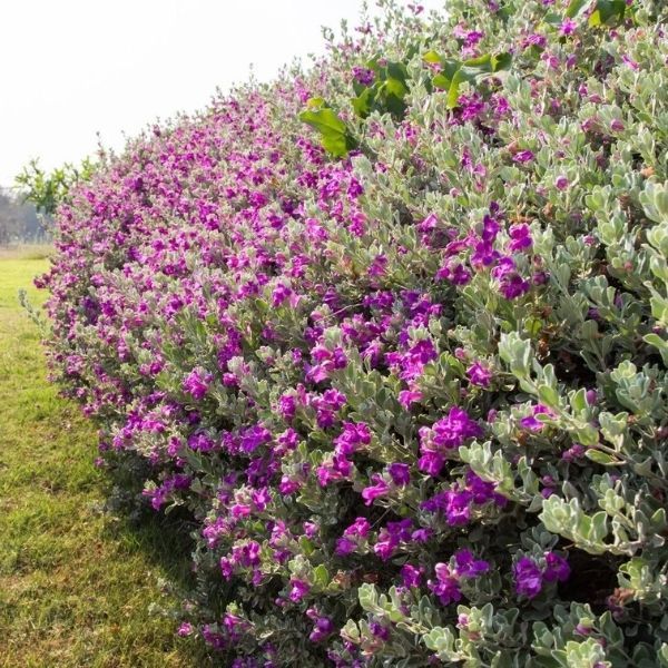 Texas Sage, Green Cloud - 6'