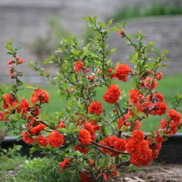 Flowering Quince - 4'