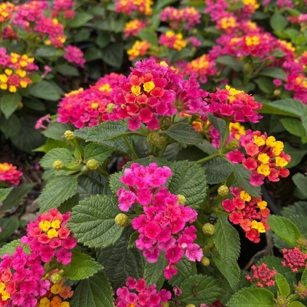 Lantana - 4'-5'