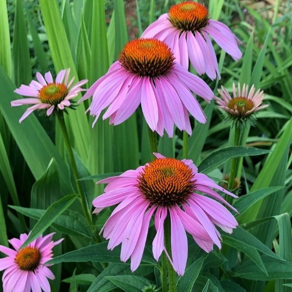 Coneflower - 3'