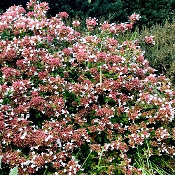 Abelia, Rose Creek - 3'