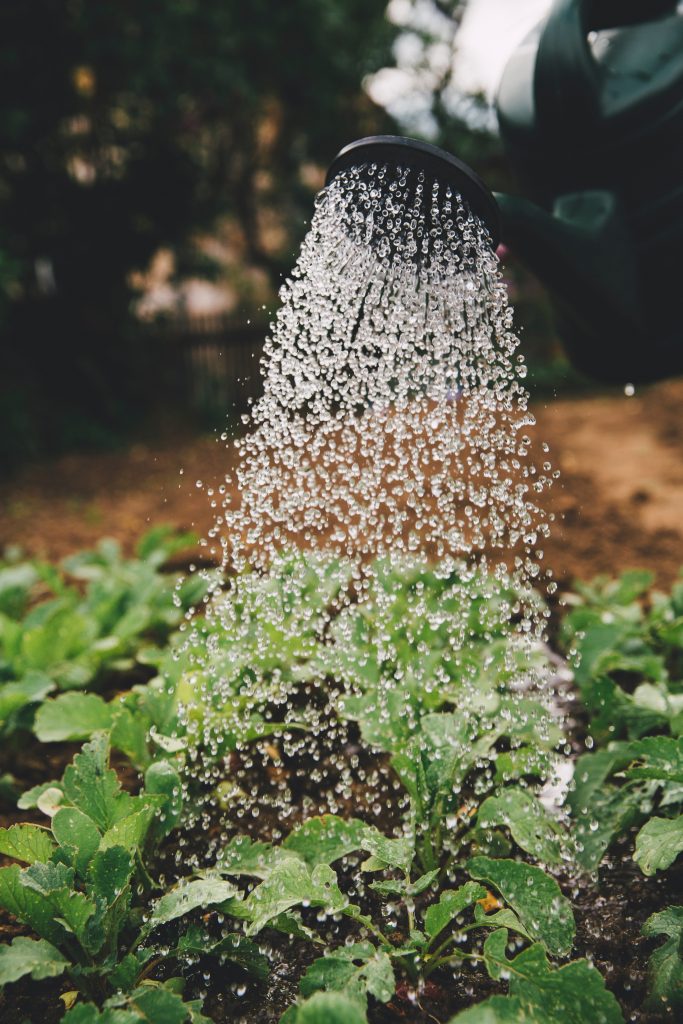 How to properly irrigate and Watering landscape timberline lawn and landscape