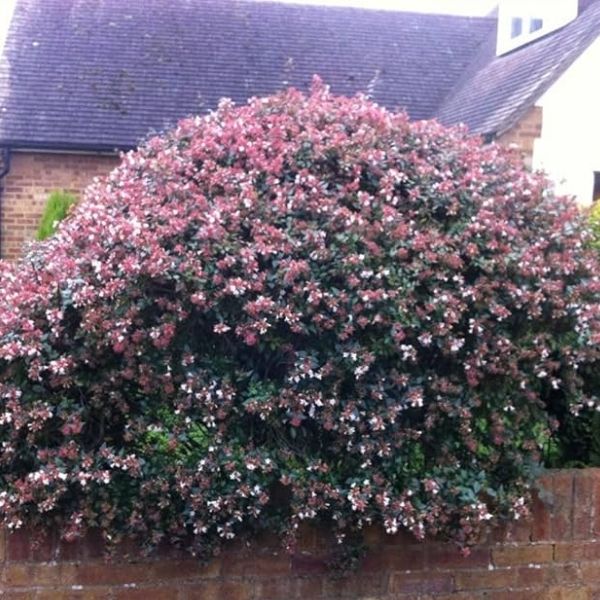 Abelia, Edward Goucher - 5'