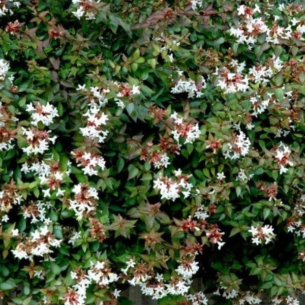 Abelia, Prostrate - 1.5'