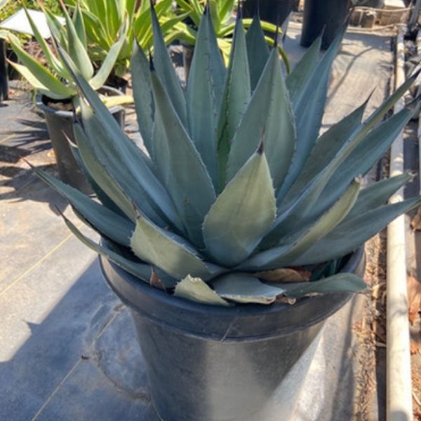 Agave, Havard - 3'