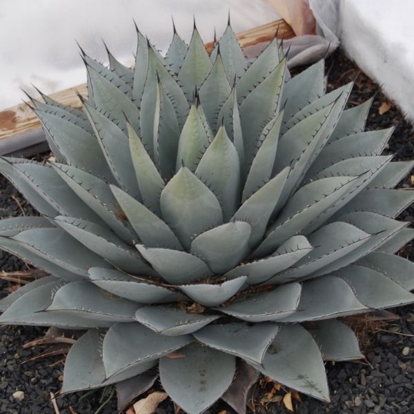 Agave, Parry S - 3'