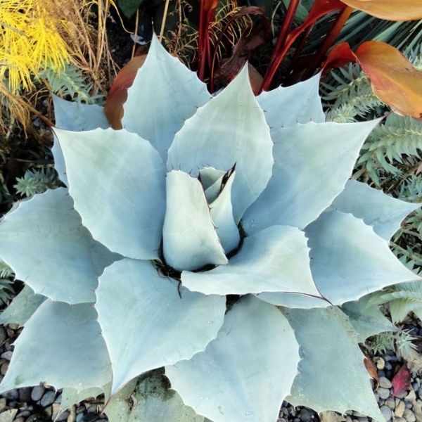 Agave, Whale S Tongue - 3'