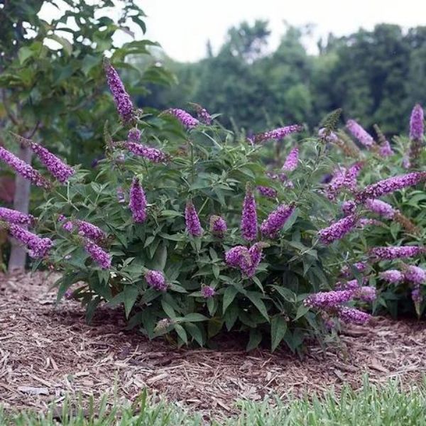 Butterfly Bush - 6'