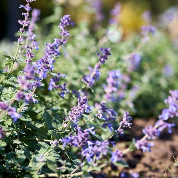 Catmint, Low - 2'