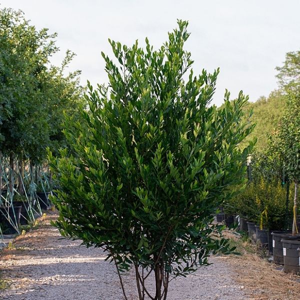 Cherry Laurel Compact - 8'