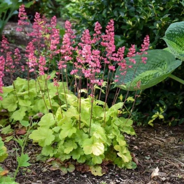 Coral Bells - 1.5'