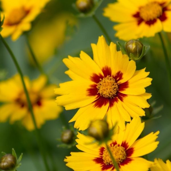 Coreopsis, Lanceleaf - 2.25'