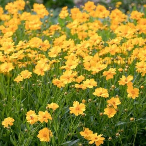 Coreopsis, Large Flower - 1.5'