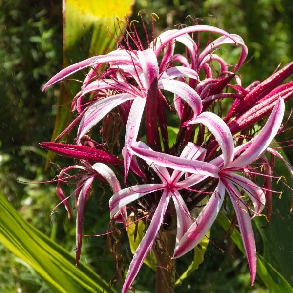 Crinum Lily - 2'