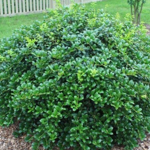 Dwarf Burford Holly - 3-5'