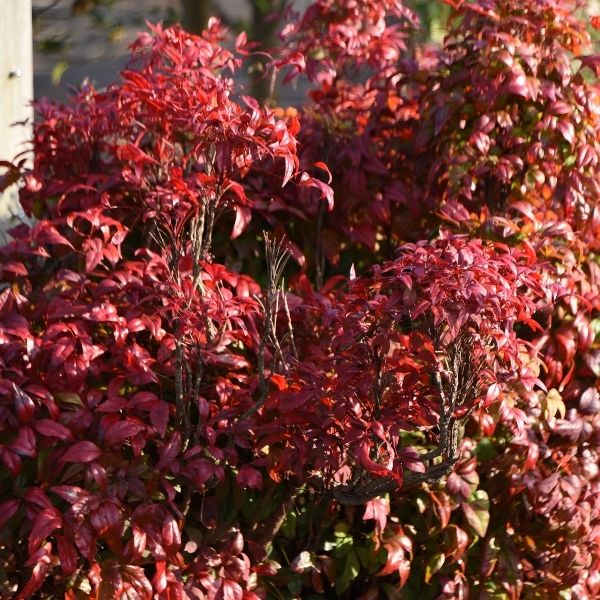 Dwarf Nandina - 2-4'