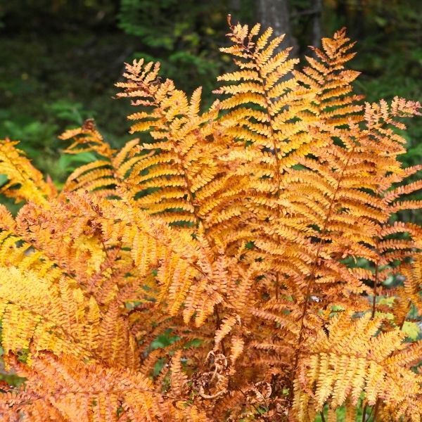 Fern, Autumn - 1'