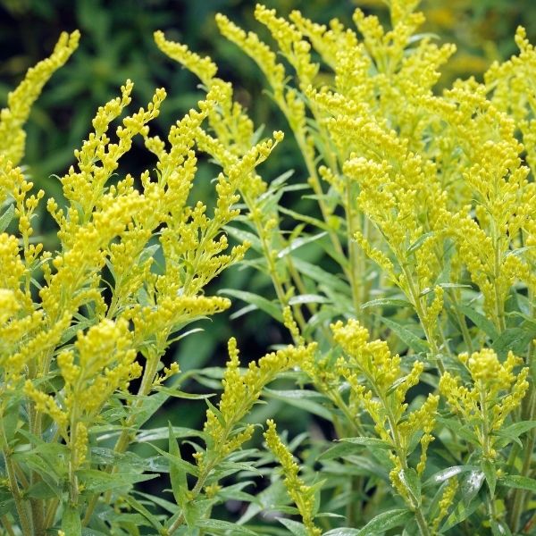 Goldenrod, Dwarf - 2'