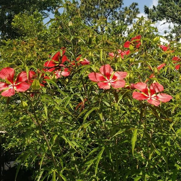 Hibiscus, Texas Star - 4'