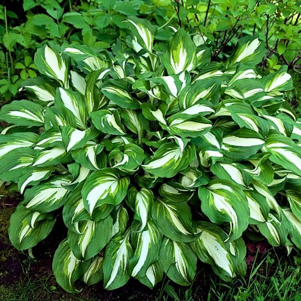 Hosta - 1.5'