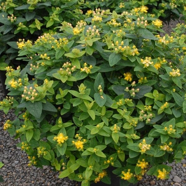 Hypericum - 3'