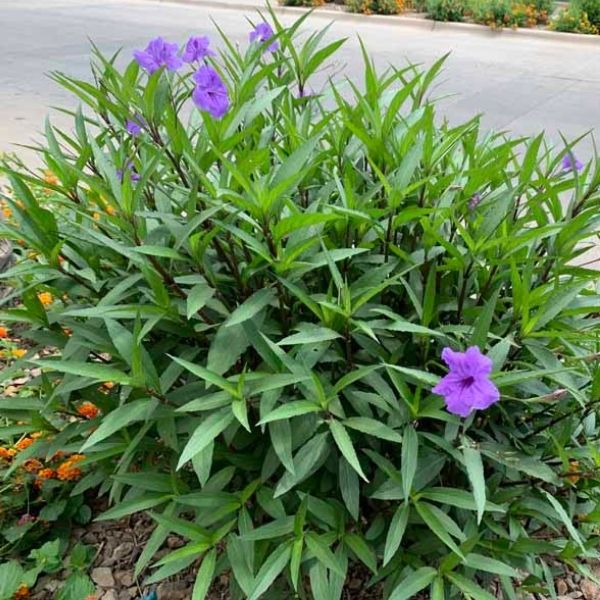 Mexican Petunia - 3'