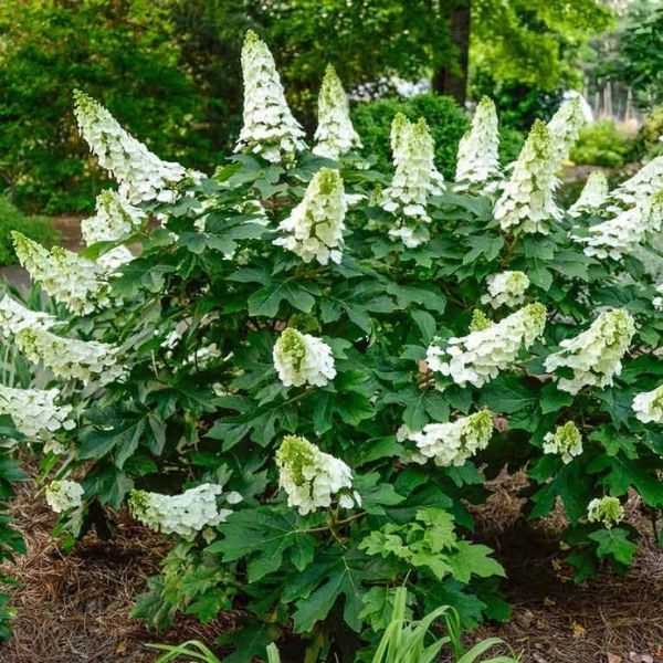 Oakleaf Hydrangea, Dwarf - 4'