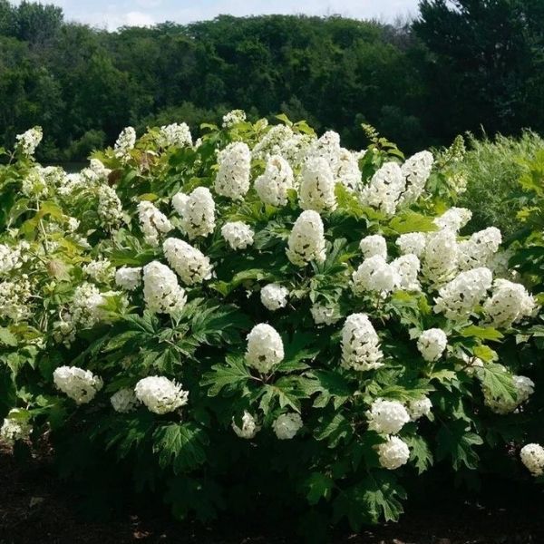 Oakleaf Hydrangea - 6'