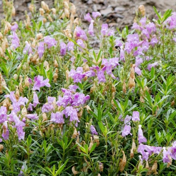 Penstemon, Gulf Coast - 2.5'