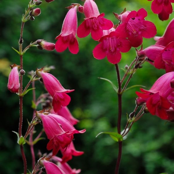 Penstemon, Hill Country - 2'