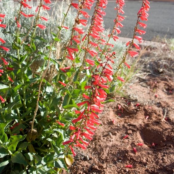 Penstemon, Rock - 1.5'