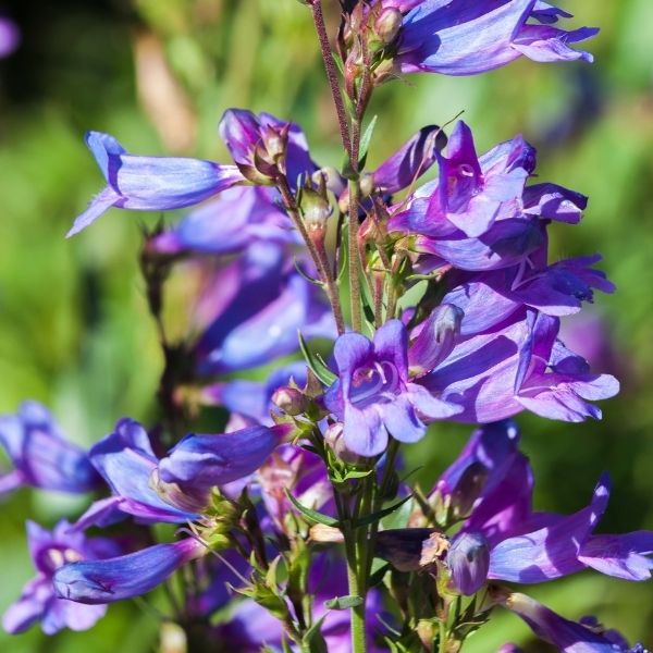 Penstemon, Wild - 2'