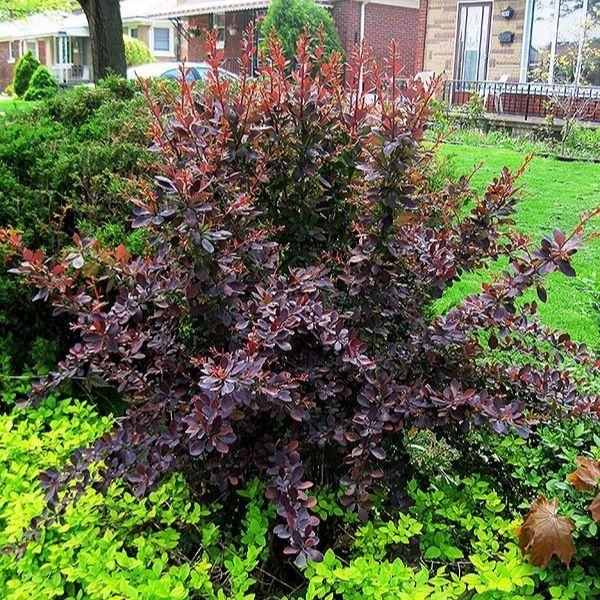 Purpleleaf Japanese Barberry - 5'