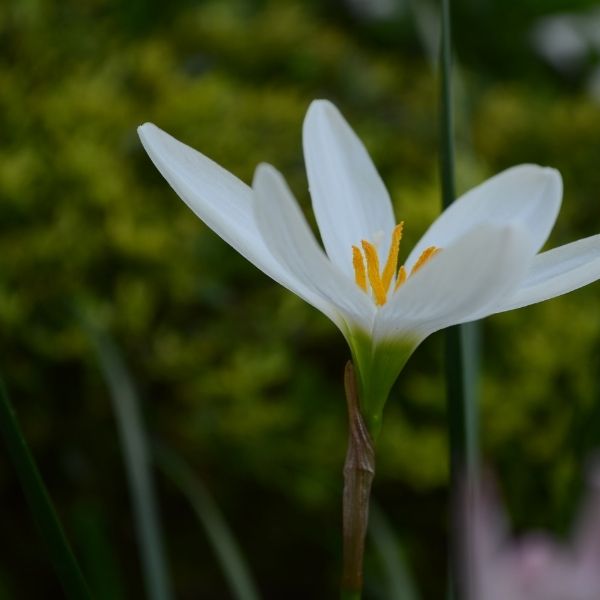 Rain Lily - 1'