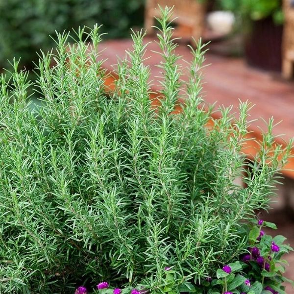 Rosemary - 3'