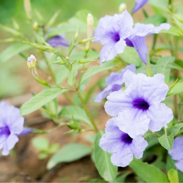 Ruellia, Violet - 1.5'