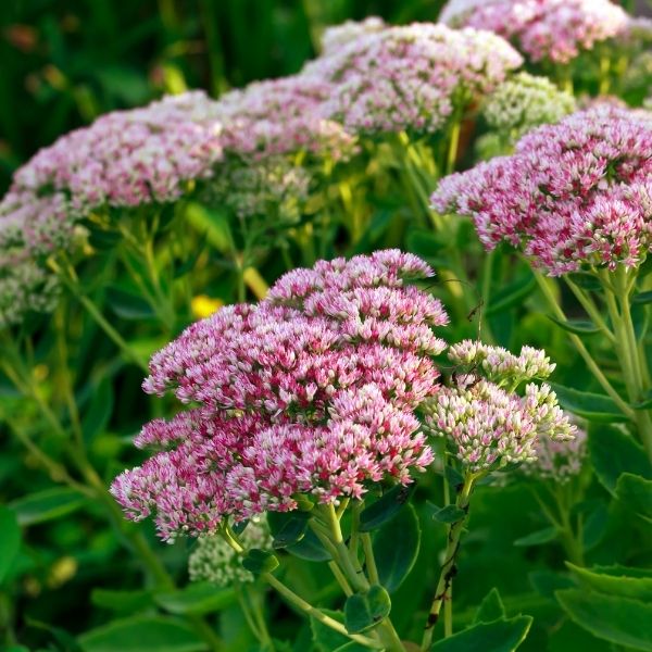 Sedum, Autumn Joy - 2'