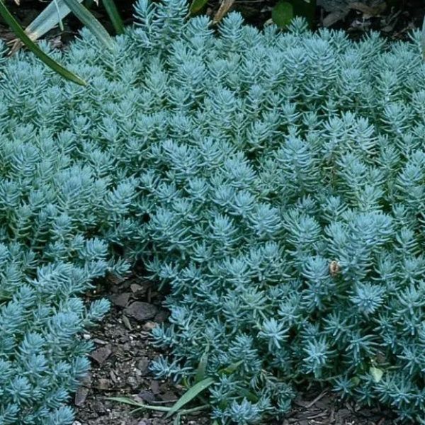 Sedum, Blue Spruce - 0.5'