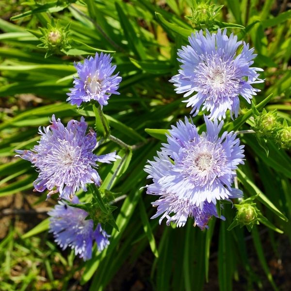 Stokes Aster - 2'