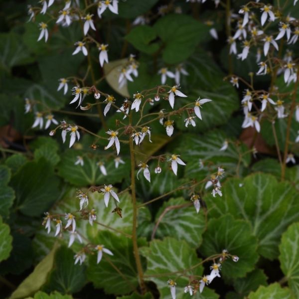 Strawberry Geranium - 1.5'