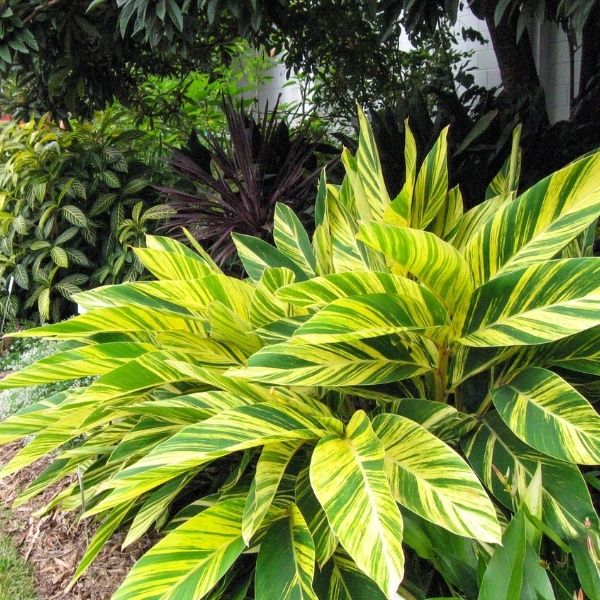 Variegated Ginger - 4'-6'