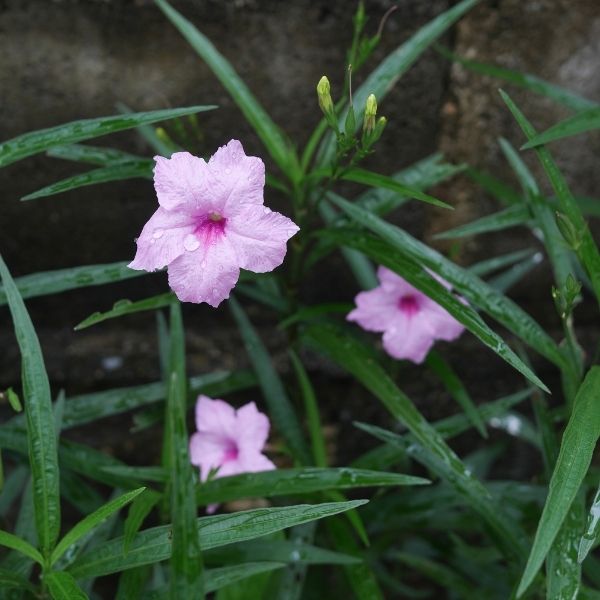 Wild Petunia, Creeping - 1'