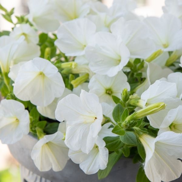 Wild Petunia, White - 1'