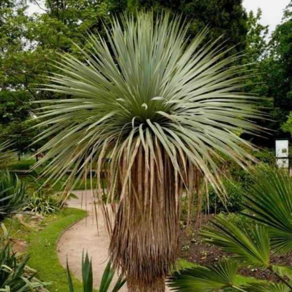 Yucca, Thompson - 6'